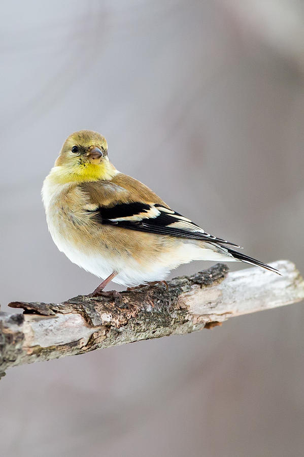 Finch Photograph - American Goldfinch Winter Plumage by Bill Wakeley