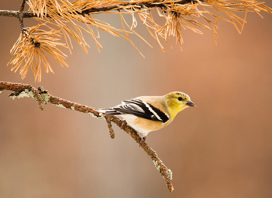 American Goldfinch - Winter Plumage Photograph by Christy Cox