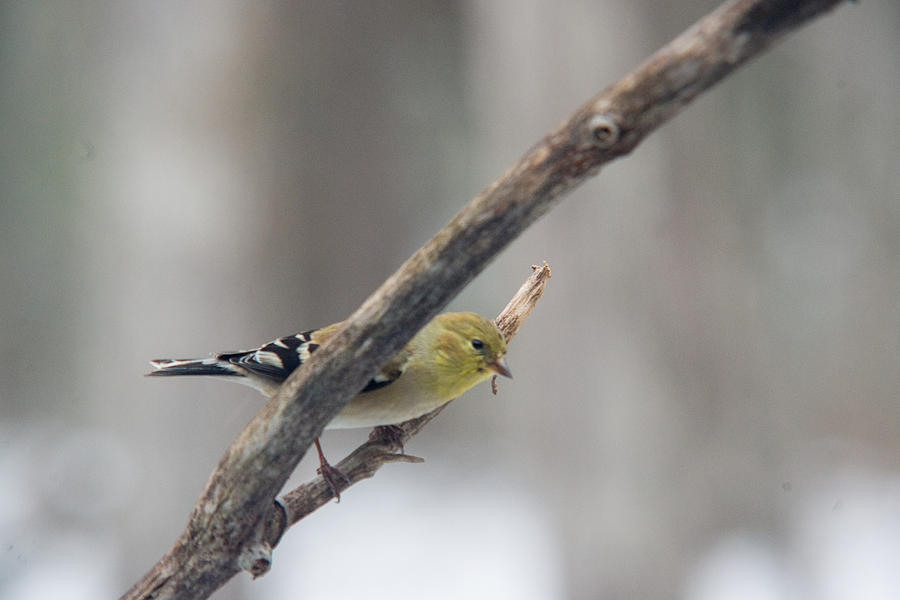 American Photograph - American Goldfinch with Nest Material by Douglas Barnett