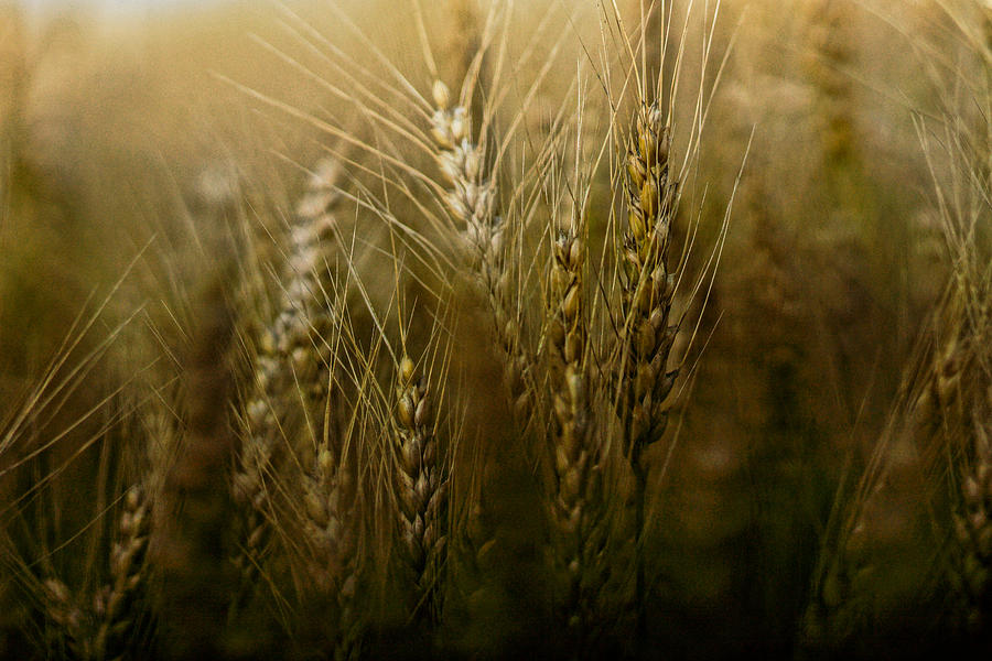 Wheat Photograph - American grain by Randy Shellenbarger