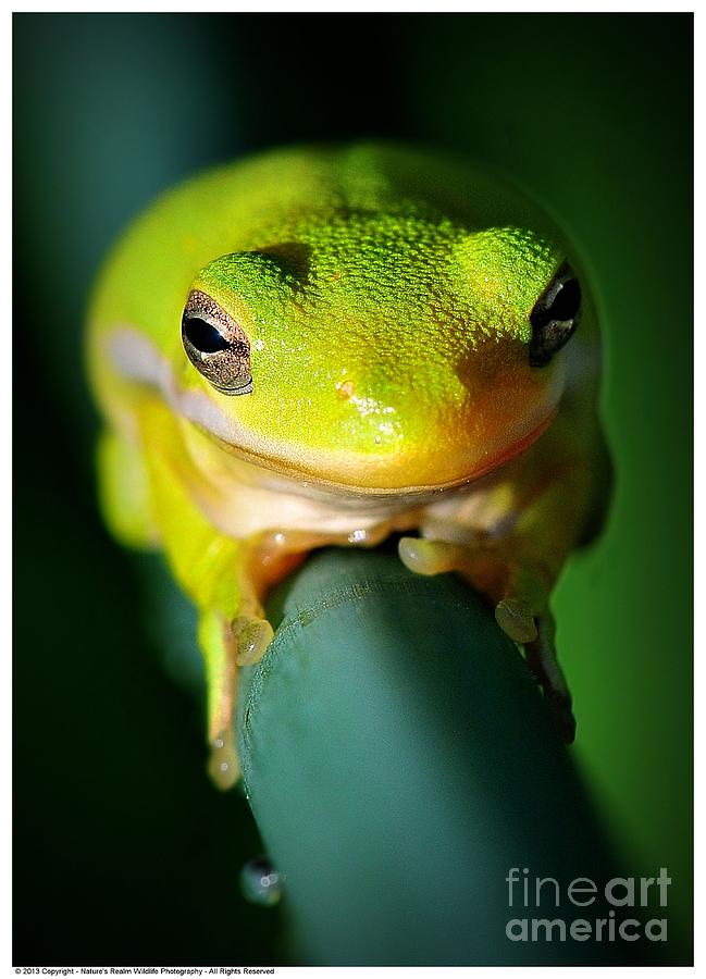 Nature Photograph - American Green Tree Frog by Dennis Stewart