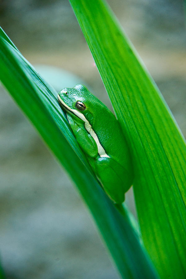 American Green Tree Frog Hyla cinerea 1 Photograph by Douglas Barnett