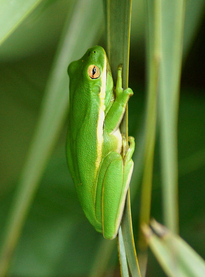 American Green Tree Frog Photograph by Kim Pate