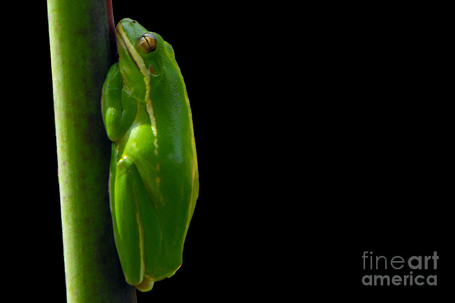 American Green Tree Frog Photograph by Meg Rousher
