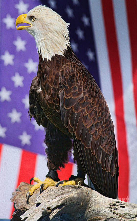 Eagle Photograph - American Honor by Deborah Benoit