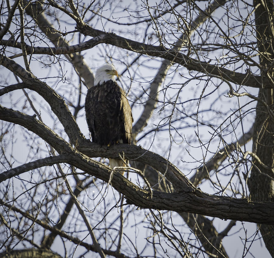 Eagle Photograph - American Icon by Thomas Young