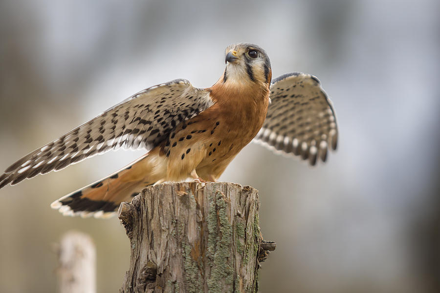 American Kestral Photograph by Jack R Perry
