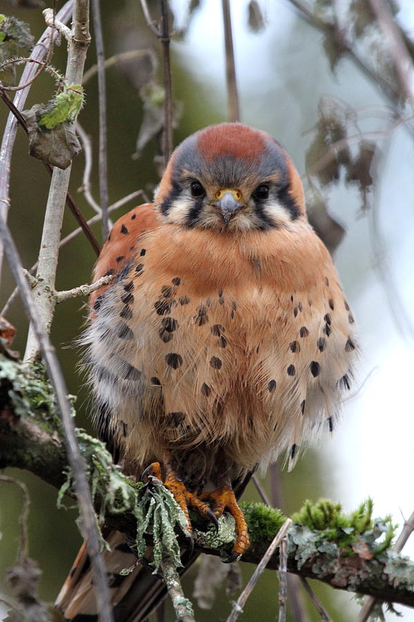 American Kestrel Photograph by Angie Vogel