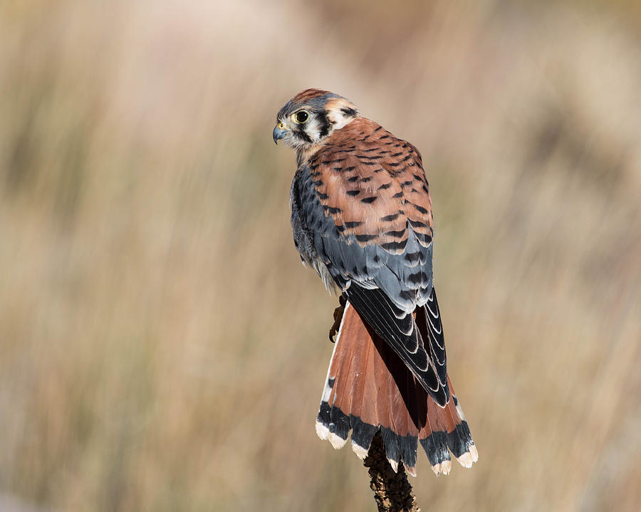 American Kestrel Falcon Photograph by Dawn Key