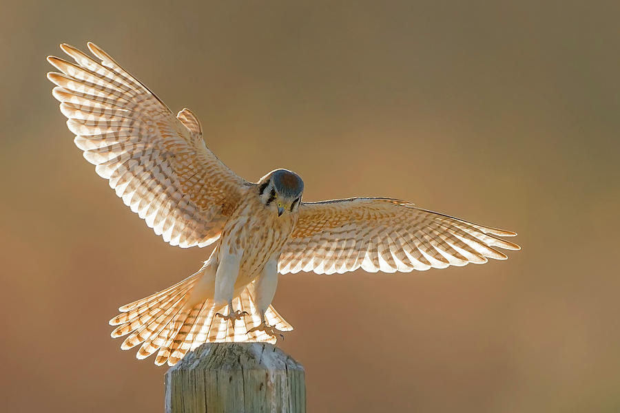 American Kestrel In Flight Photograph by D Williams Photography