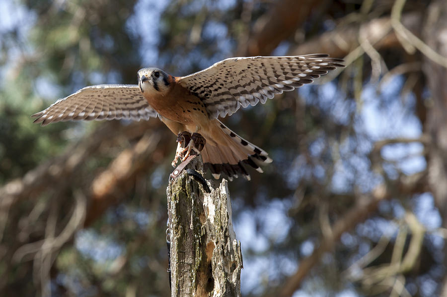 American Kestrel Photograph by Jack R Perry