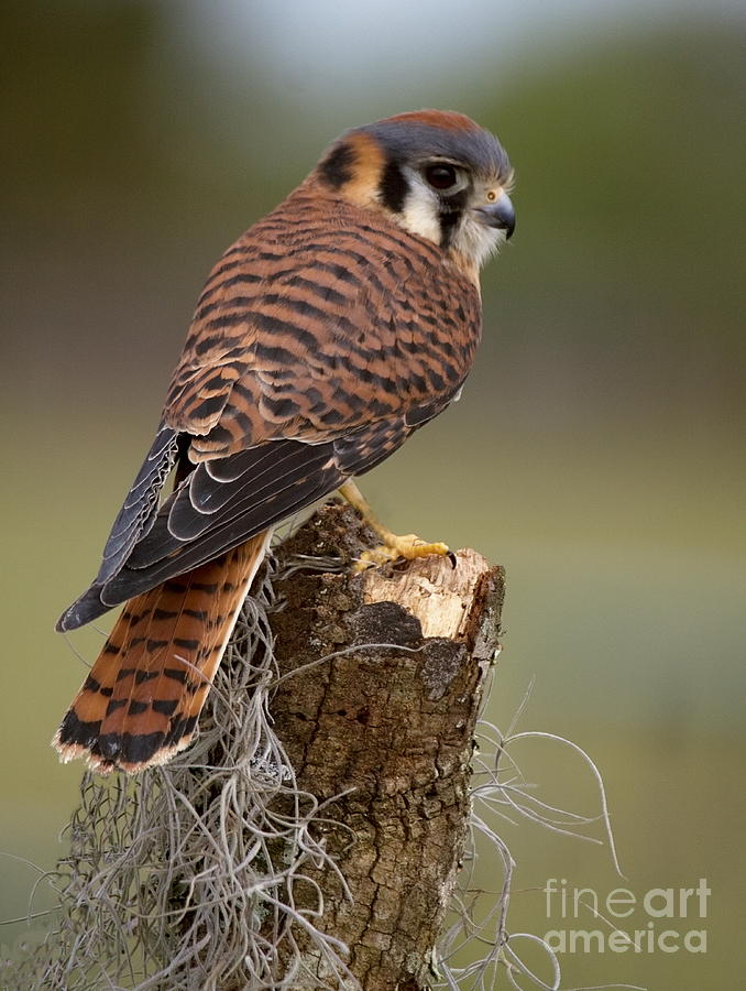 American Kestrel Photograph by Myrna Bradshaw - Fine Art America