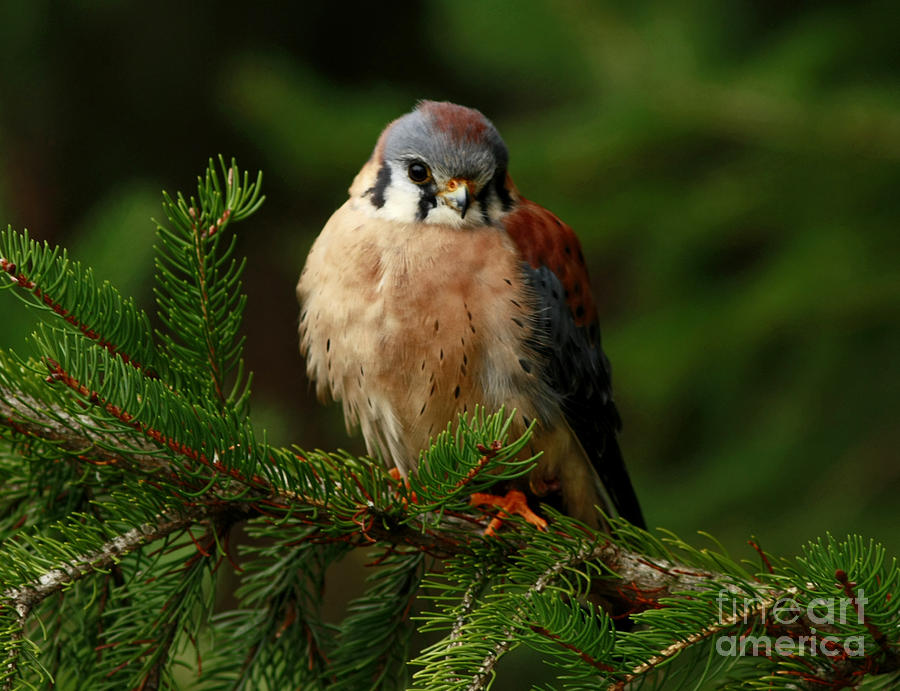 Bird Photograph - American Kestrel Nestled in the Pine Forest by Inspired Nature Photography Fine Art Photography