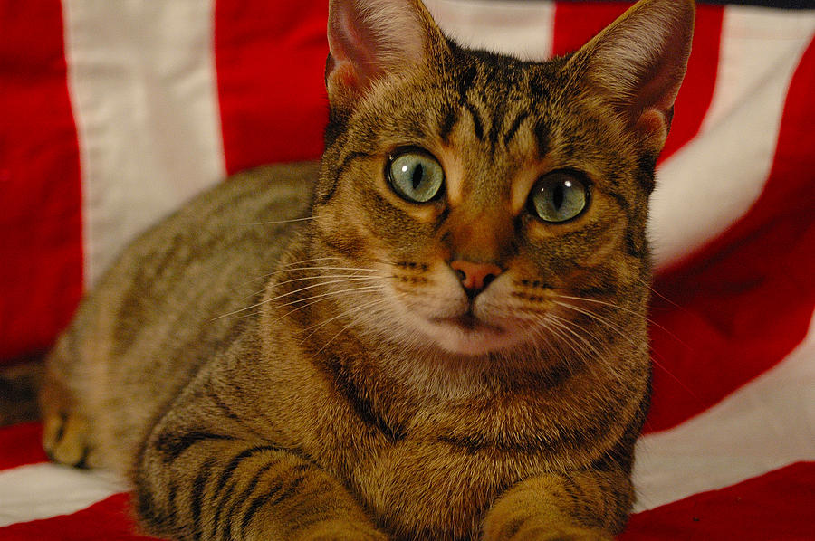 Cat Photograph - American Kitty 1 by Gary Marx