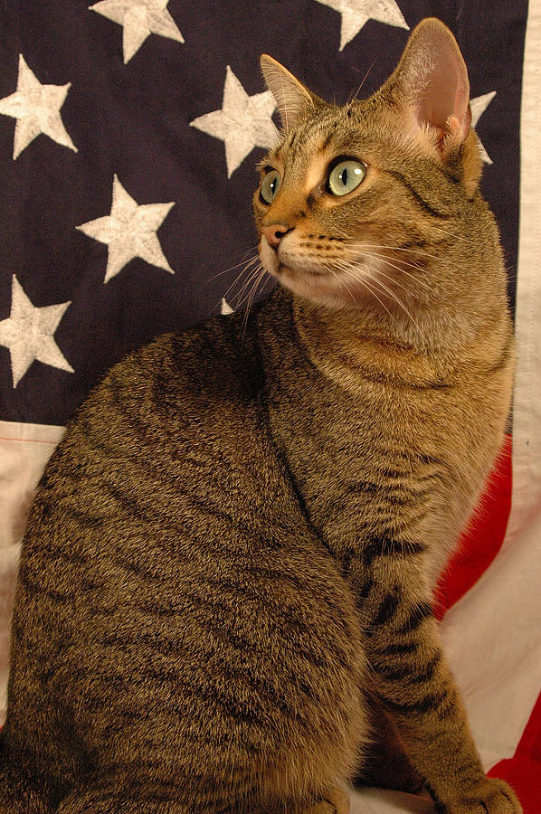 Cat Photograph - American Kitty 5 by Gary Marx