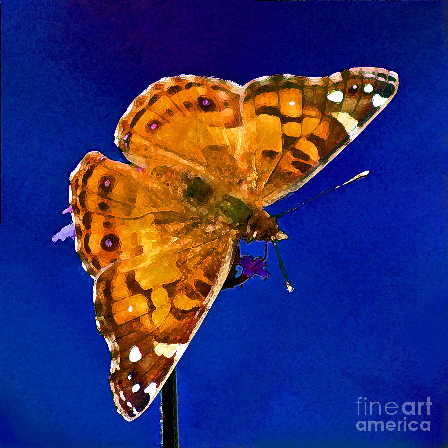 American Lady Butterfly Blue Square Photograph by Karen Adams