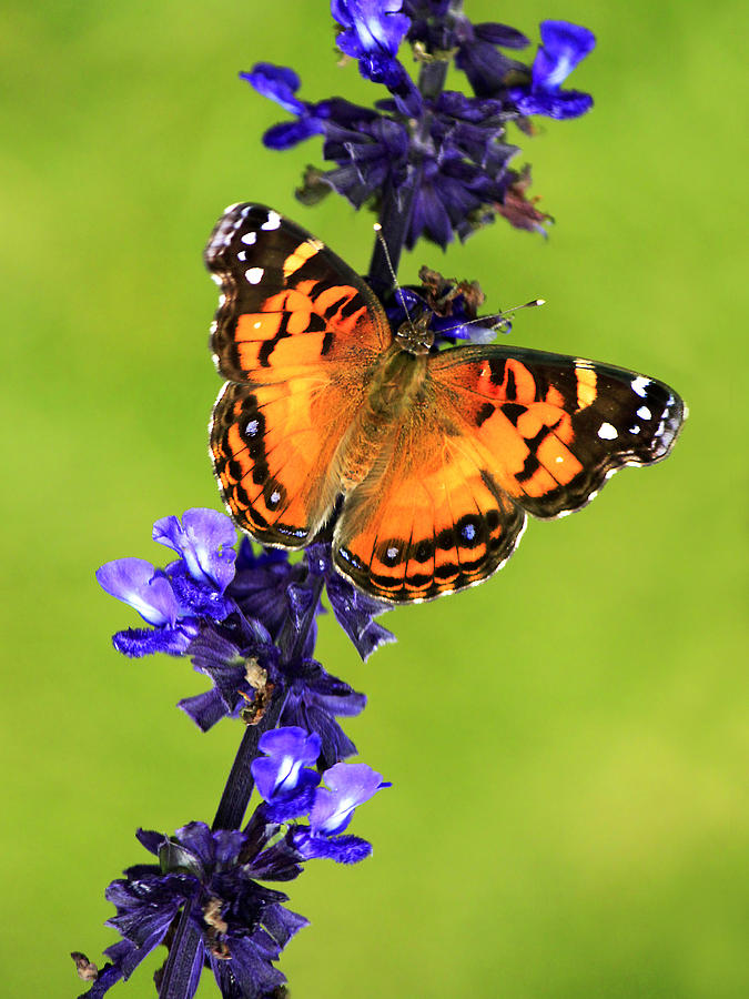 American Lady Butterfly Photograph by Carolyn Derstine