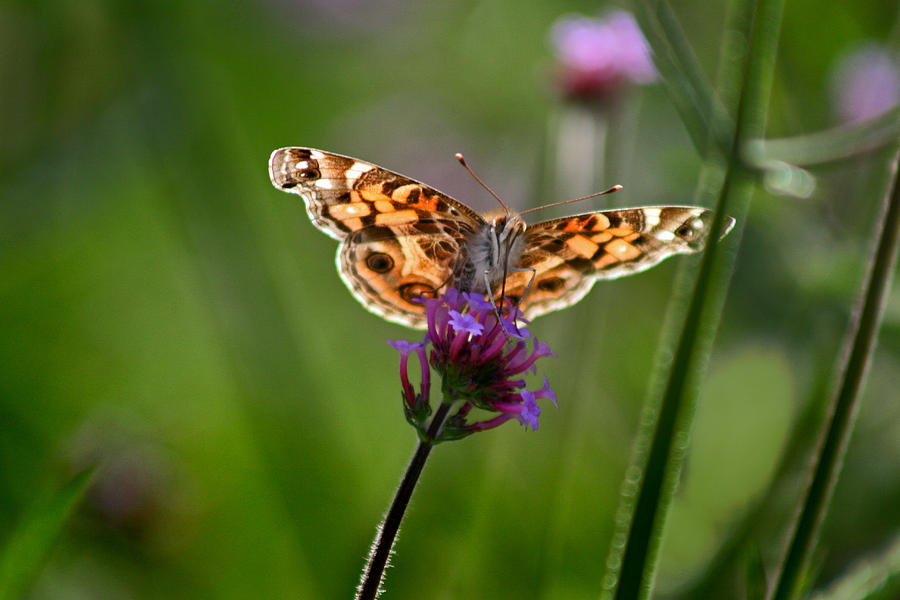 American Lady Butterfly in Garden Photograph by Karen Adams