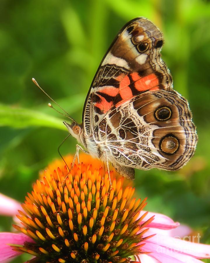 American Lady Butterfly Photograph by Sharon Woerner