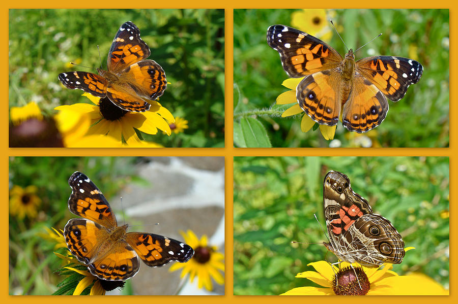 American Lady Butterfly - Vanessa virginiensis Photograph by Carol Senske