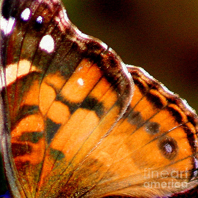 American Lady Butterfly Wing Square Photograph by Karen Adams