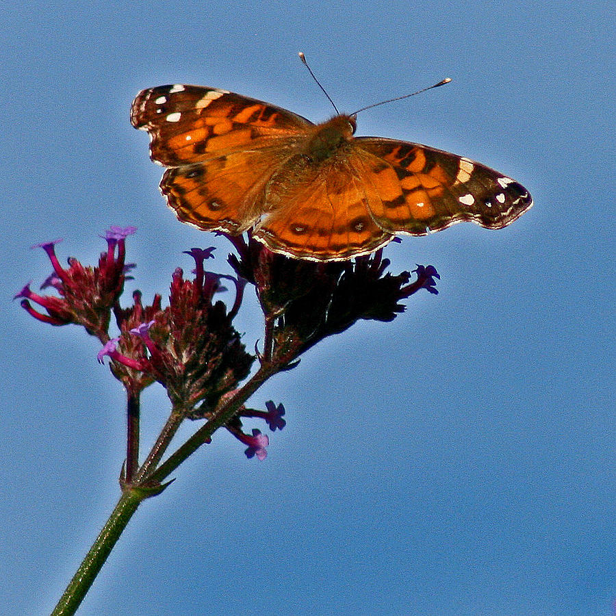 American Lady Butterfly with Blue Sky Photograph by Karen Adams