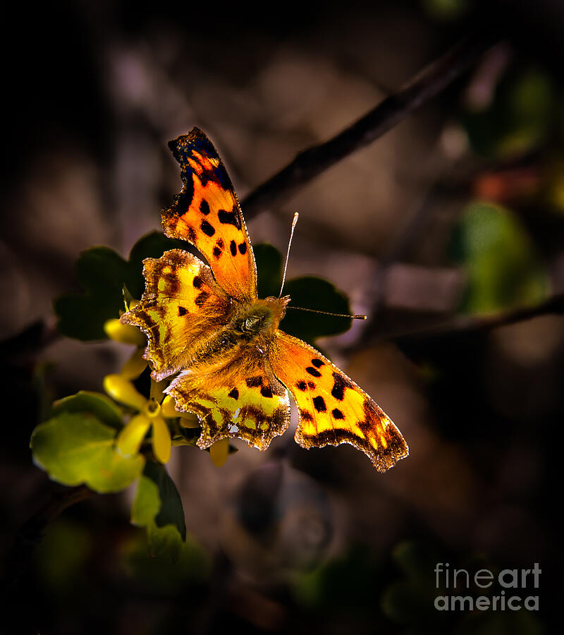 Butterfly Photograph - Eastern Comma Butterfly  by Robert Bales