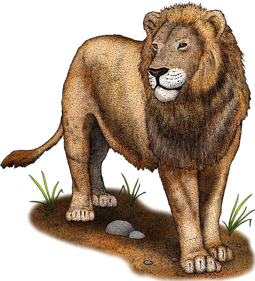 American Lion Extinct, Illustration Photograph by Roger Hall