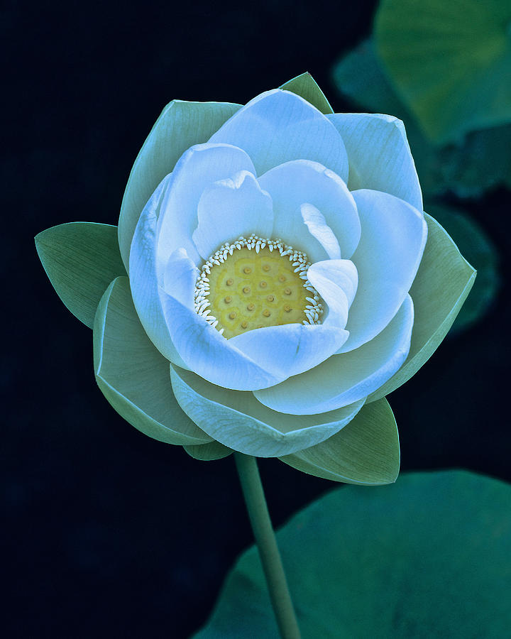 Flowers Still Life Photograph - American Lotus 2013 by Alan Olansky