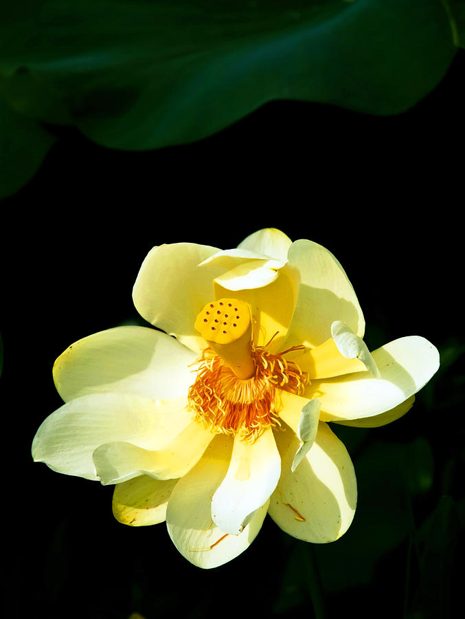 Flowers Still Life Photograph - American Lotus by Al Blount