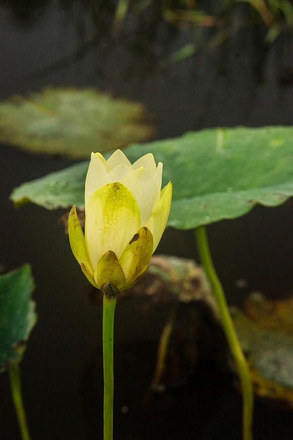 American Lotus Blossom 1 Photograph by Douglas Barnett - Fine Art America