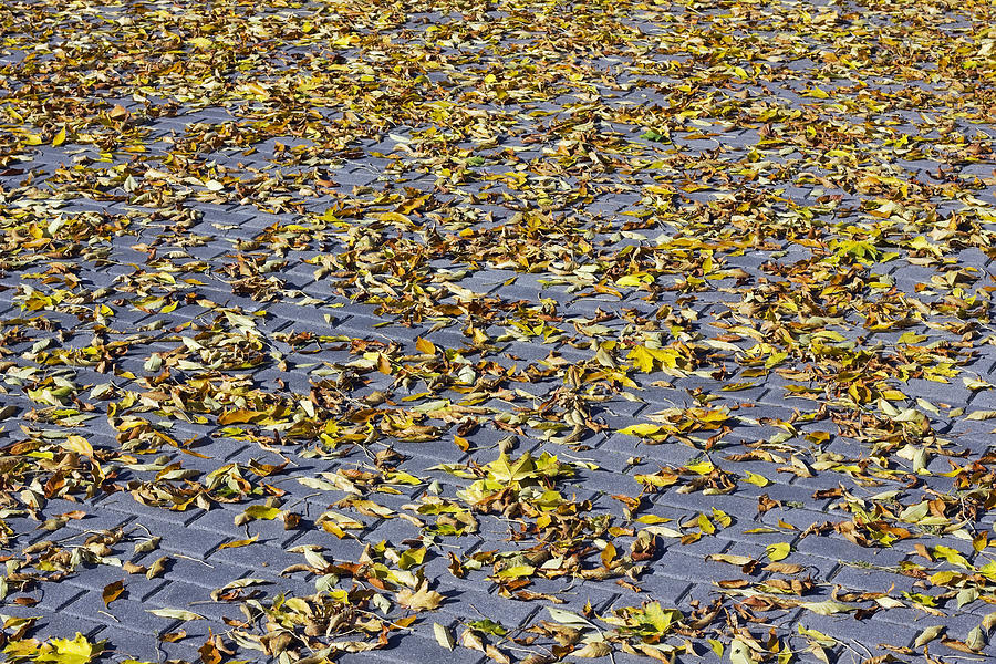 Fall Photograph - American maple leaves by Aleksandr Volkov
