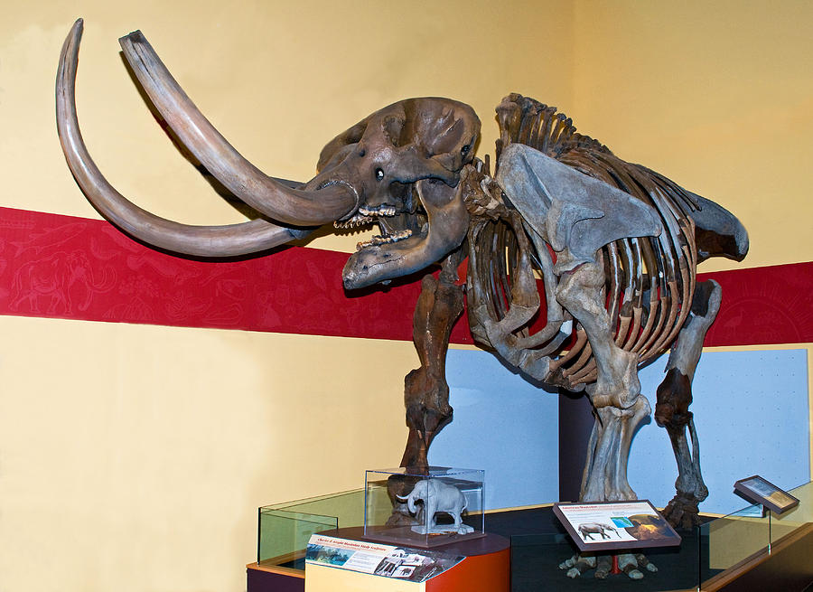 American Mastodon Skeleton Photograph by Millard H. Sharp | Fine Art