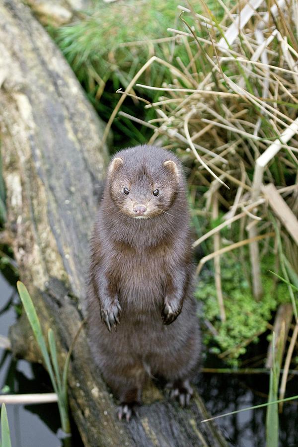 American Mink Photograph by Gustoimages/science Photo Library