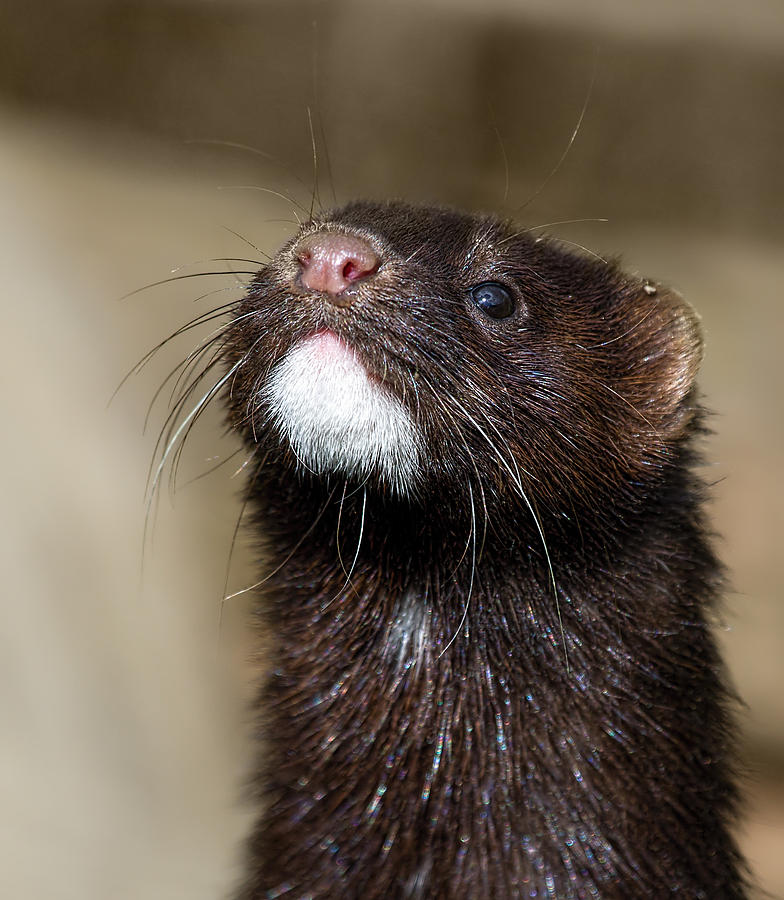 Animal Photograph - American Mink in the UK by Mr Bennett Kent