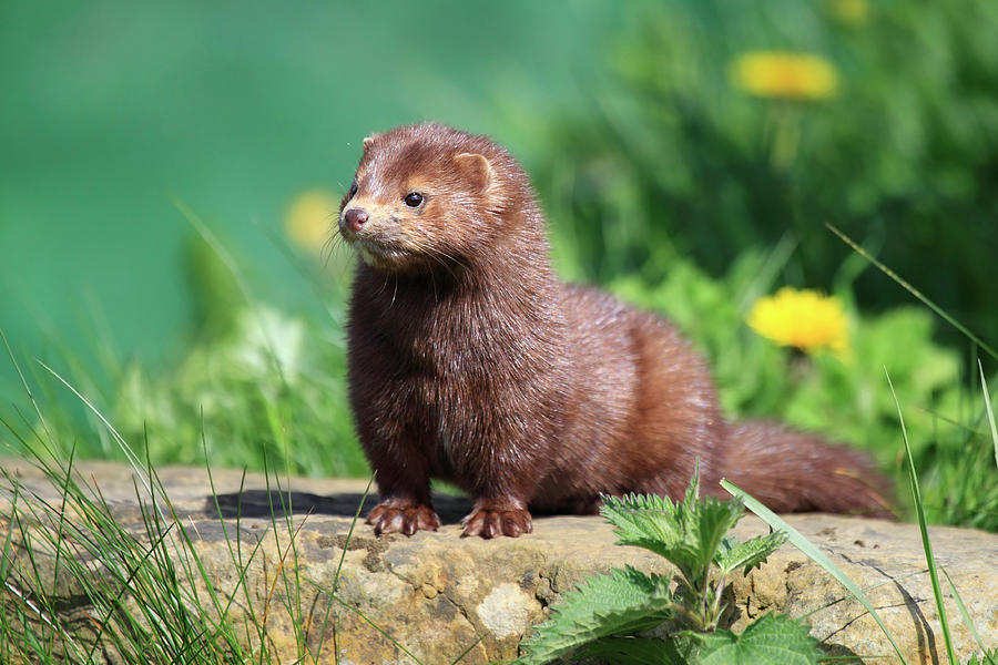American Mink Photograph by Mlorenzphotography