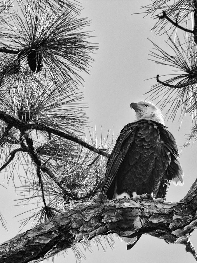 Eagle Photograph - American by Nicholas Evans