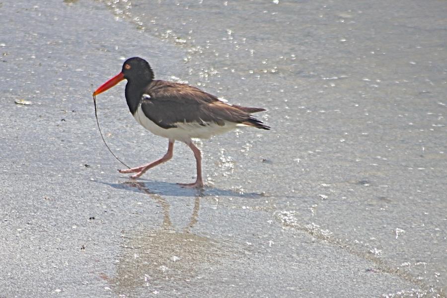 American Oyster Catcher Photograph by Jeanne Juhos