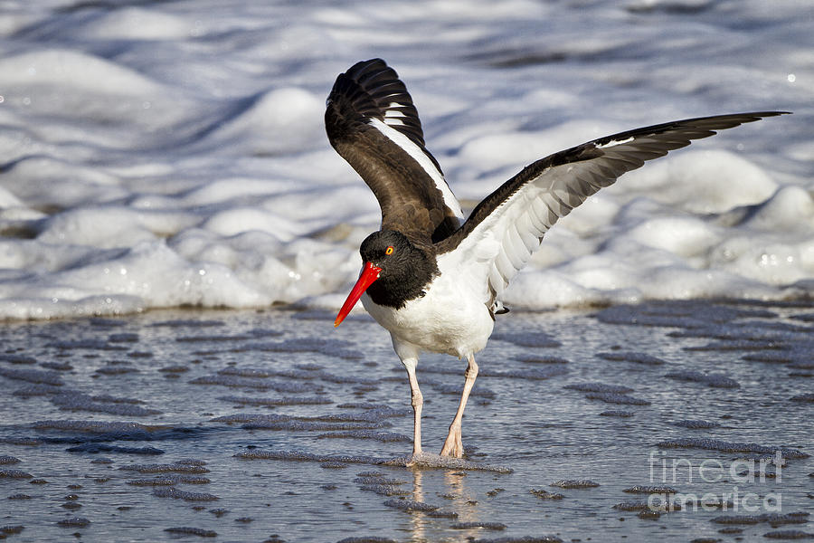 American Oyster Catcher Photograph by Ronald Lutz