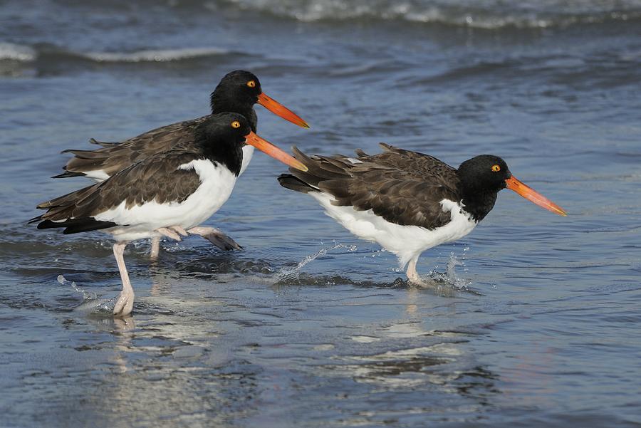 American Oyster Catchers in the surf. Photograph by Bradford Martin