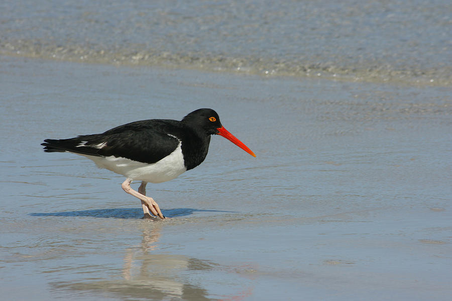 American Oystercatcher Photograph by Amanda Stadther