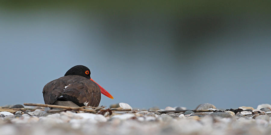 Sandpiper Photograph - American Oystercatcher by Brian Magnier
