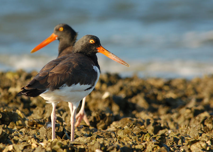 American Oystercatcher Photograph by Gerald DeBoer