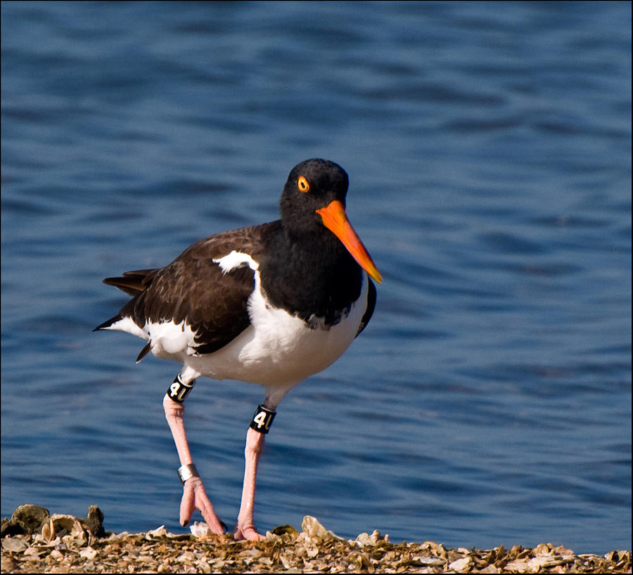 American Oystercatcher Photograph by Ginger Wakem