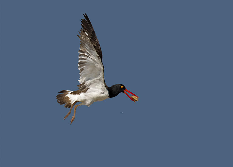 American Oystercatcher In Flight Photograph by Susan Candelario