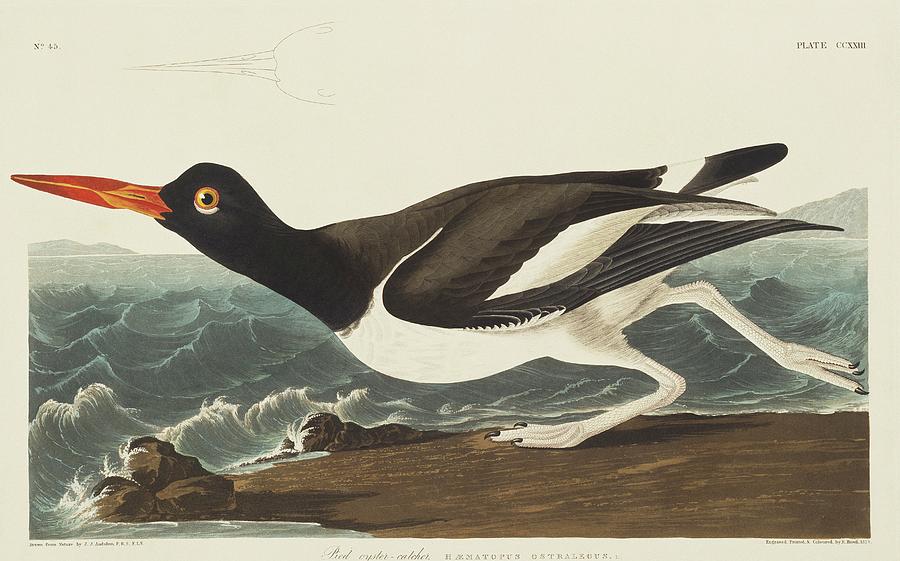 American Oystercatcher Photograph by Natural History Museum, London/science Photo Library