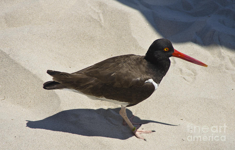 American Oystercatcher No.1 Photograph by Scott Evers