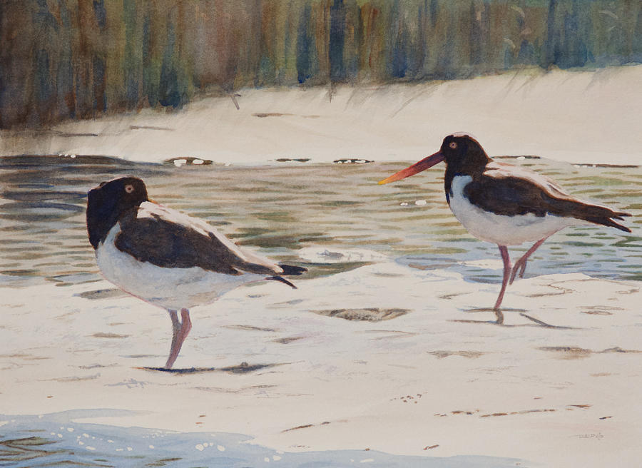 Bird Painting - American Oystercatchers by Christopher Reid