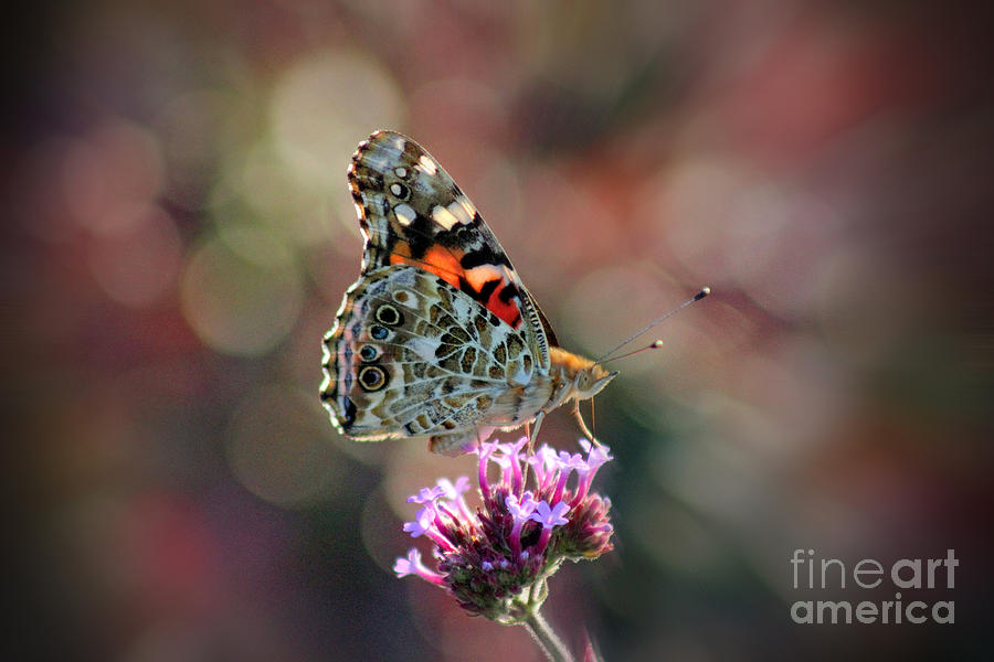 American Painted Lady Butterfly 2014 Photograph by Karen Adams