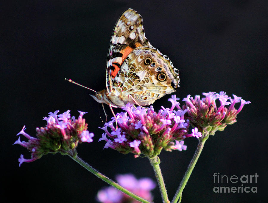 American Painted Lady Butterfly Black Background Photograph by Karen Adams
